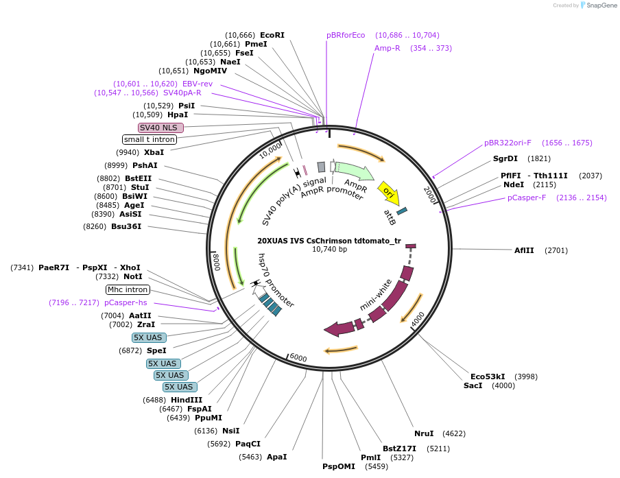 111544-plasmid-map-sequence-id-213952