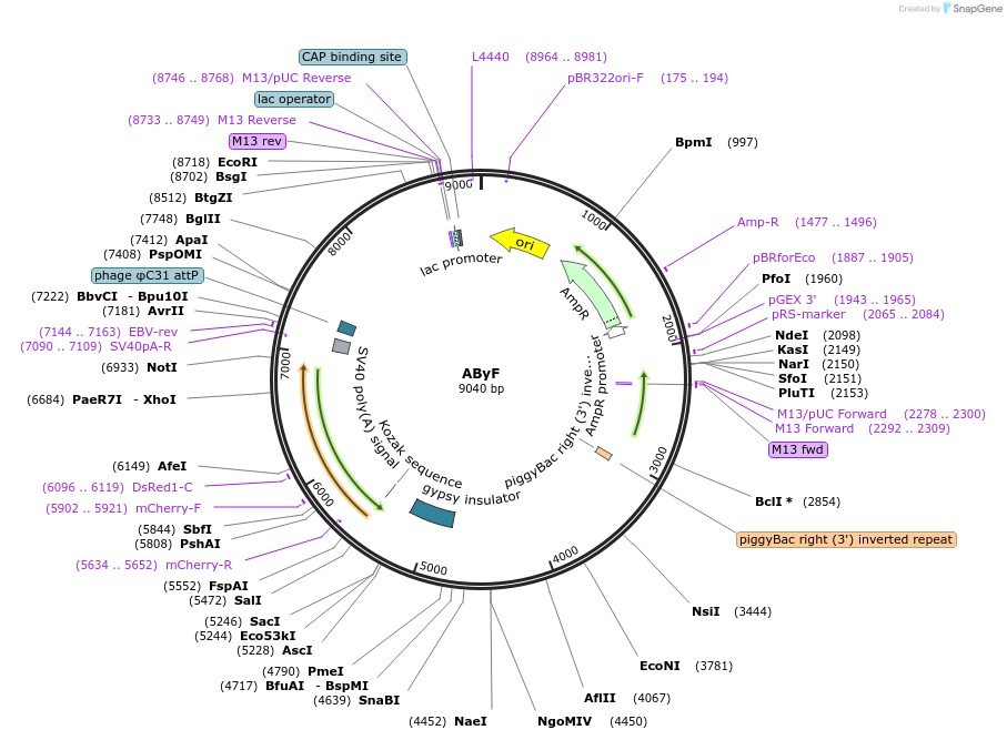 111084-plasmid-map-sequence-id-213959
