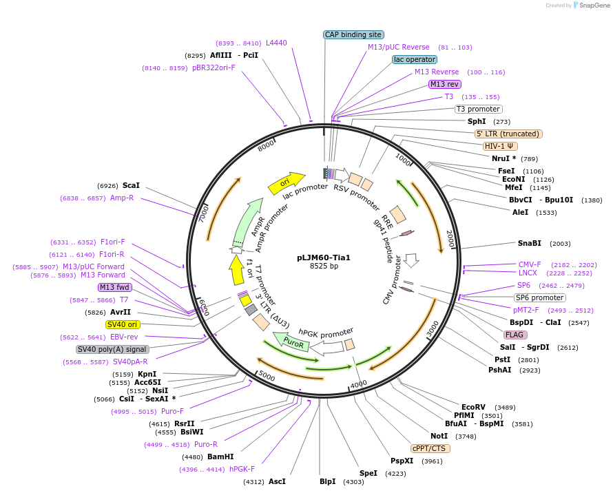 38243-plasmid-map-sequence-id-213989