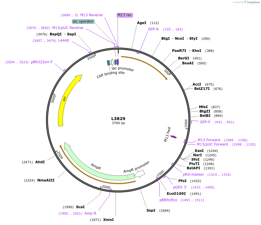 1604-plasmid-map-sequence-id-214