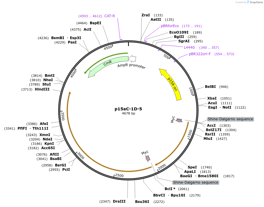 107865-plasmid-map-sequence-id-214008