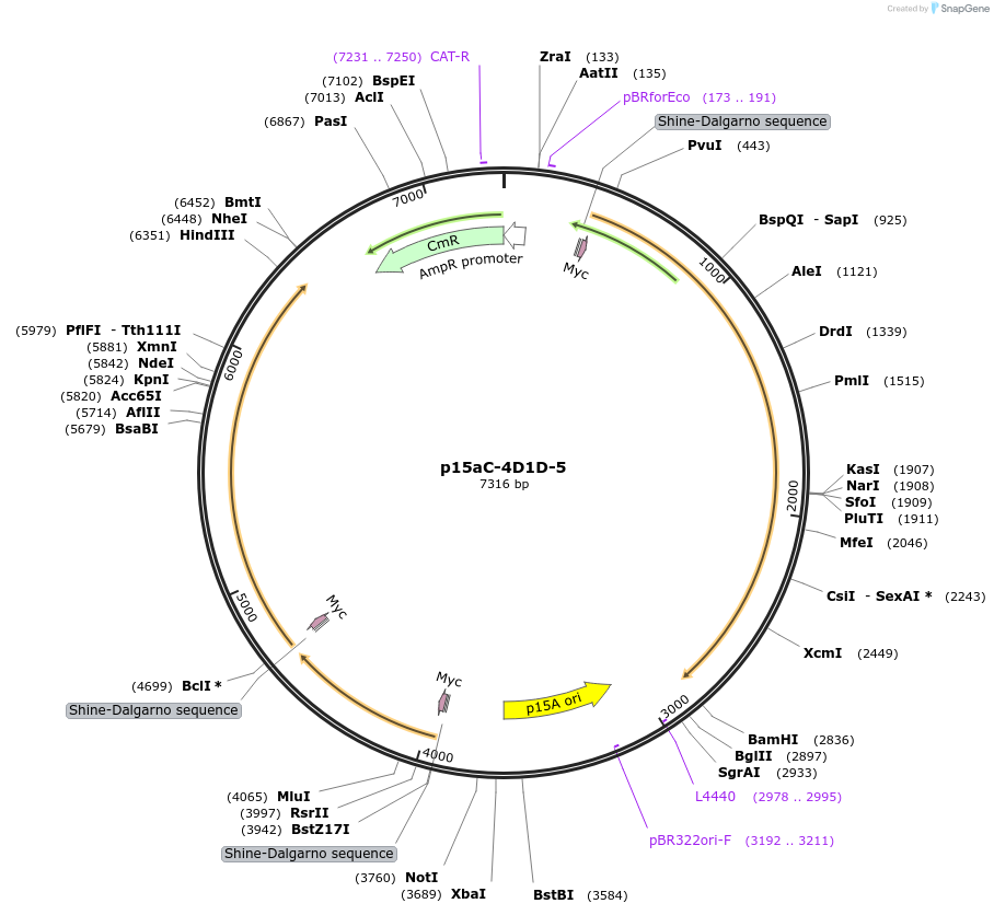 107866-plasmid-map-sequence-id-214011