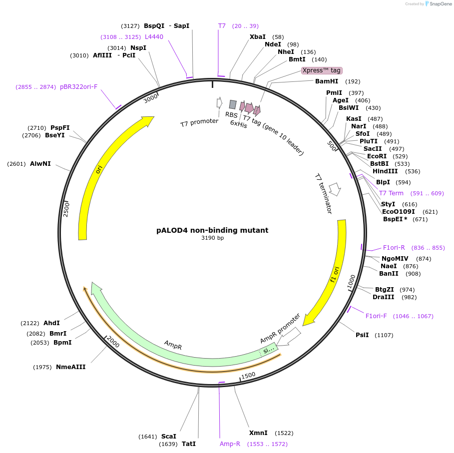 111027-plasmid-map-sequence-id-214042