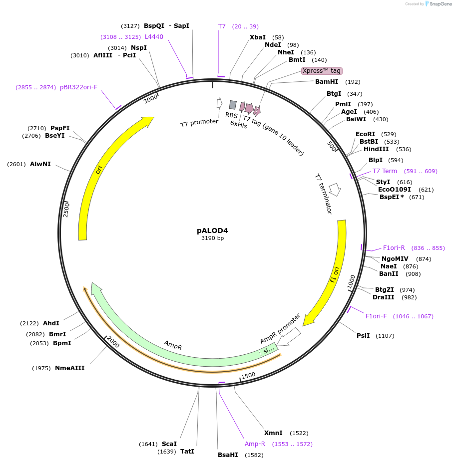 111026-plasmid-map-sequence-id-214044