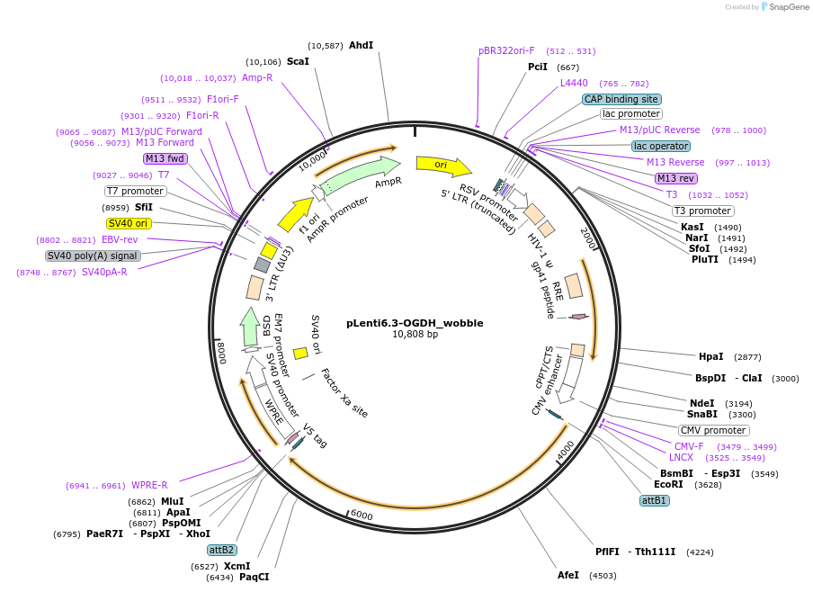 110938-plasmid-map-sequence-id-214051