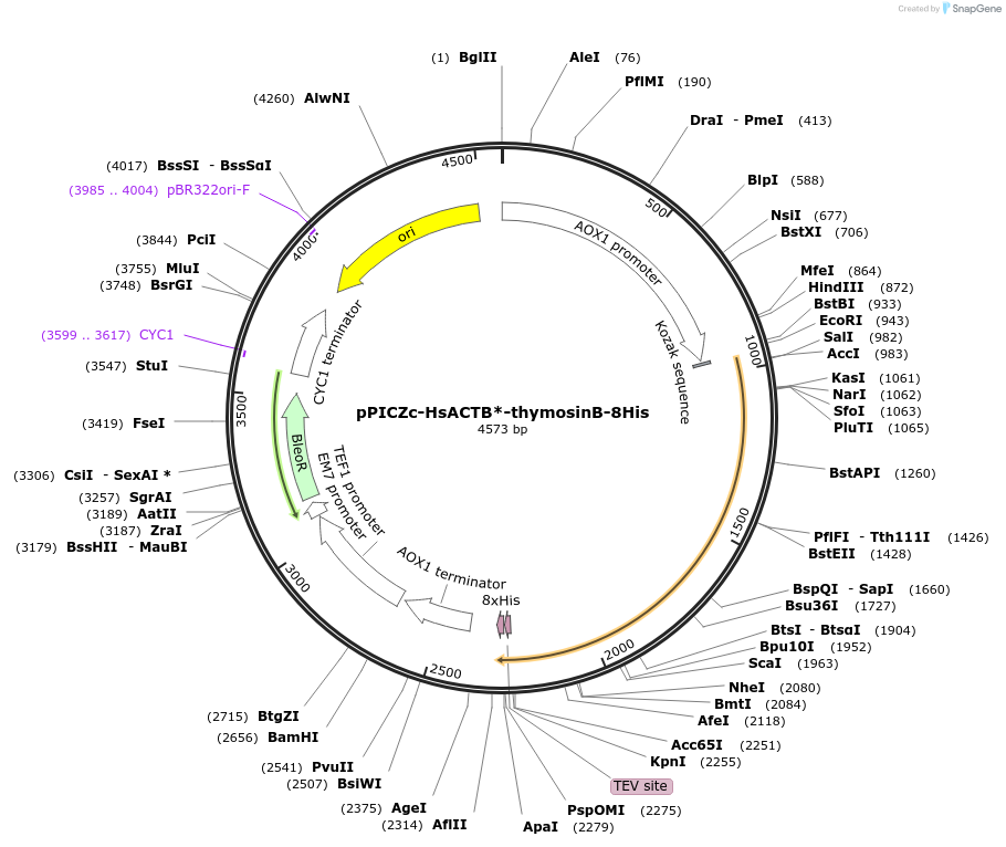 111146-plasmid-map-sequence-id-214059