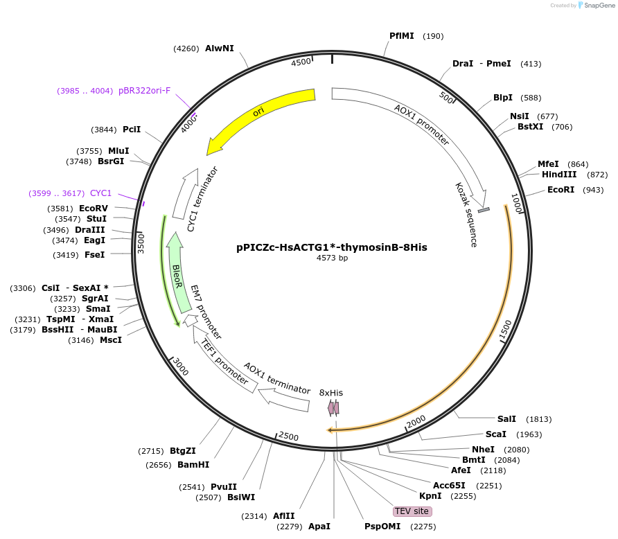 111147-plasmid-map-sequence-id-214068