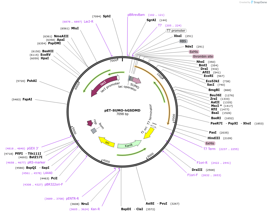 111559-plasmid-map-sequence-id-214074