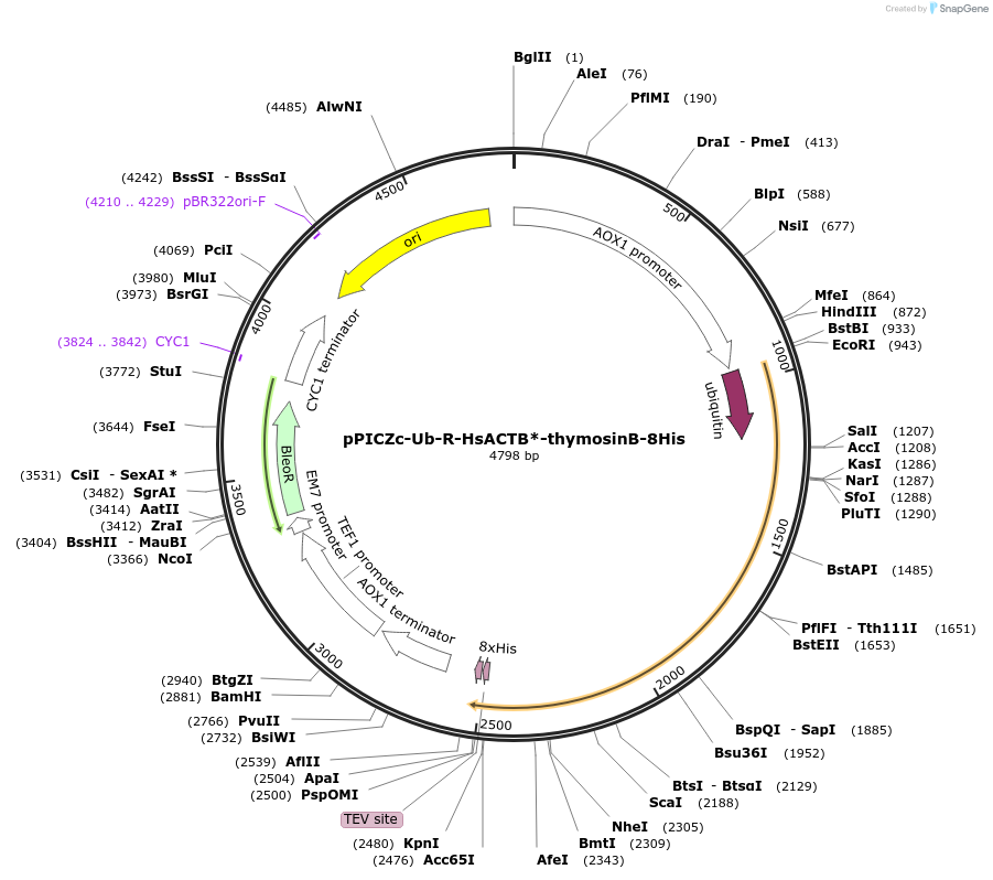 111149-plasmid-map-sequence-id-214076