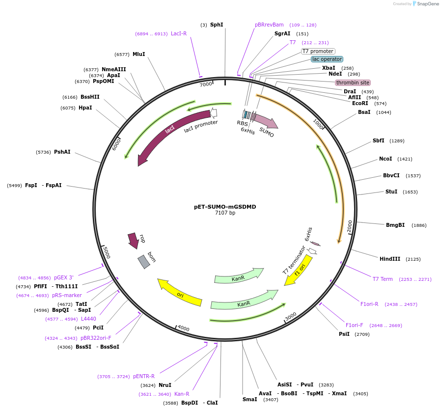 111560-plasmid-map-sequence-id-214079