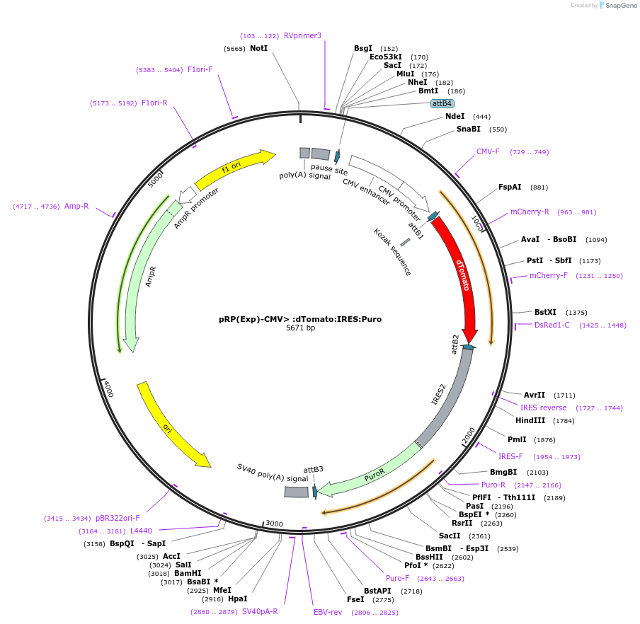 110832-plasmid-map-sequence-id-214110