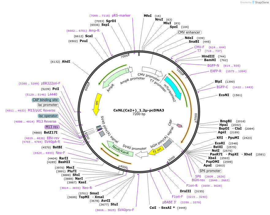 111926-plasmid-map-sequence-id-214112