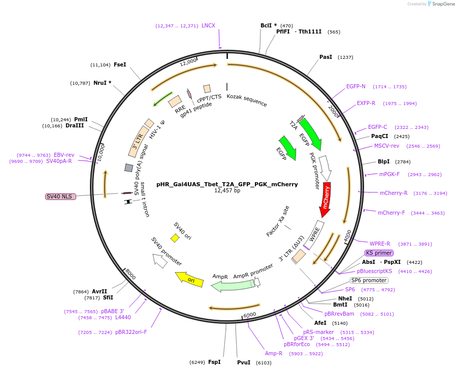 85431-plasmid-map-sequence-id-214184