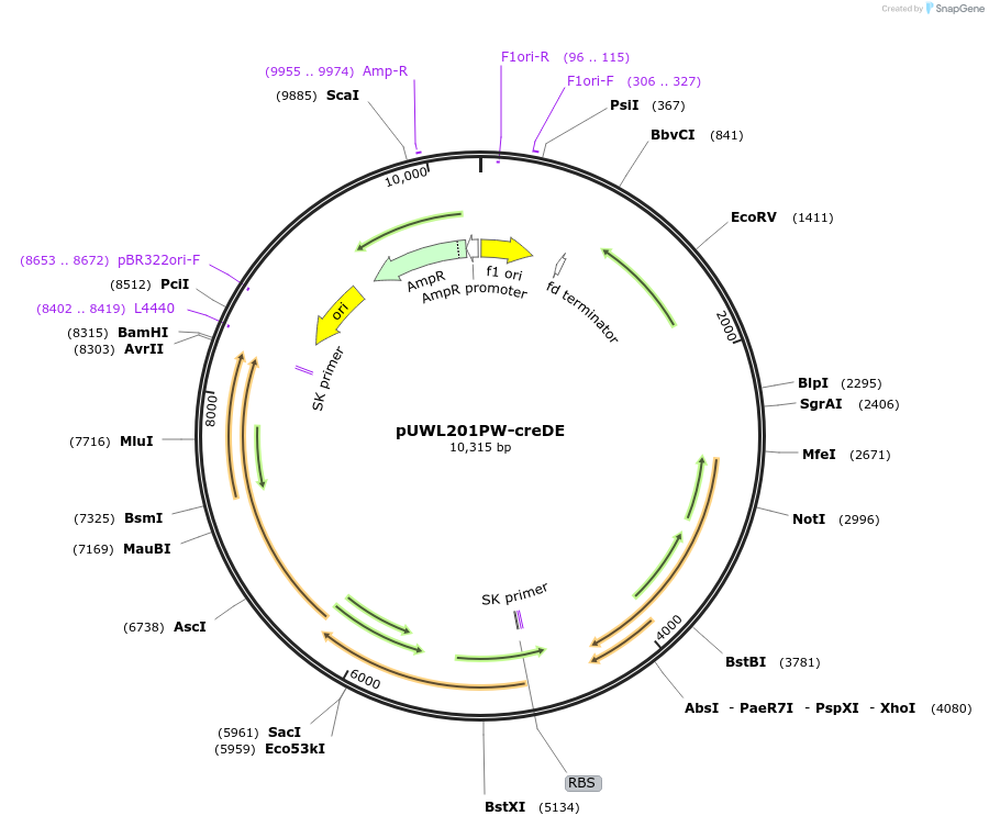 112241-plasmid-map-sequence-id-214188