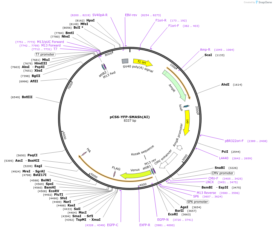 111500-plasmid-map-sequence-id-214262