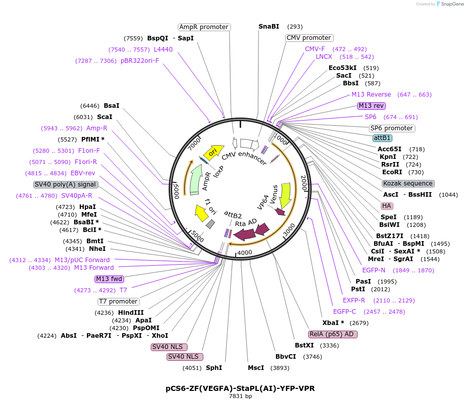 111502-plasmid-map-sequence-id-214269