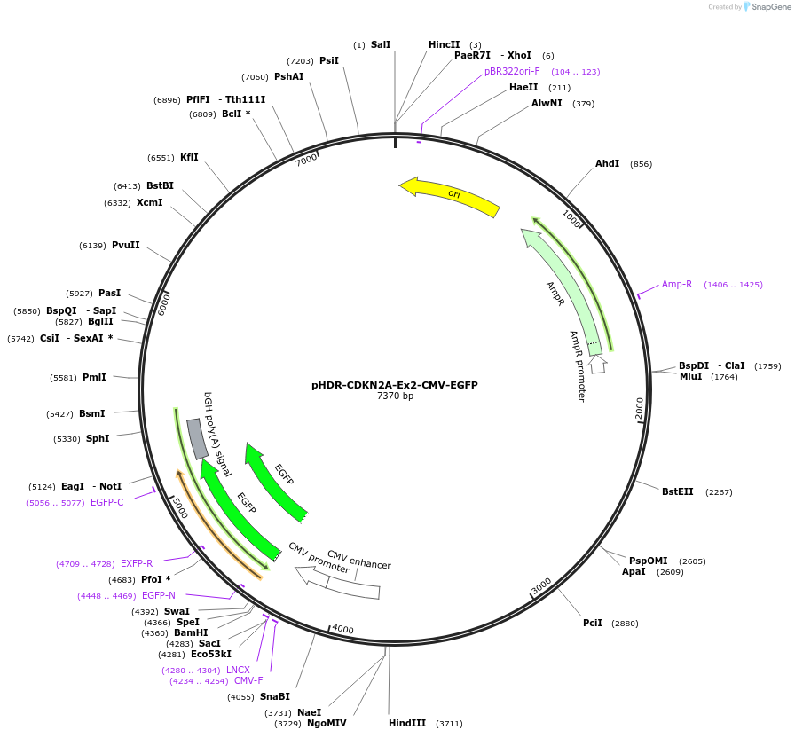 110734-plasmid-map-sequence-id-214270