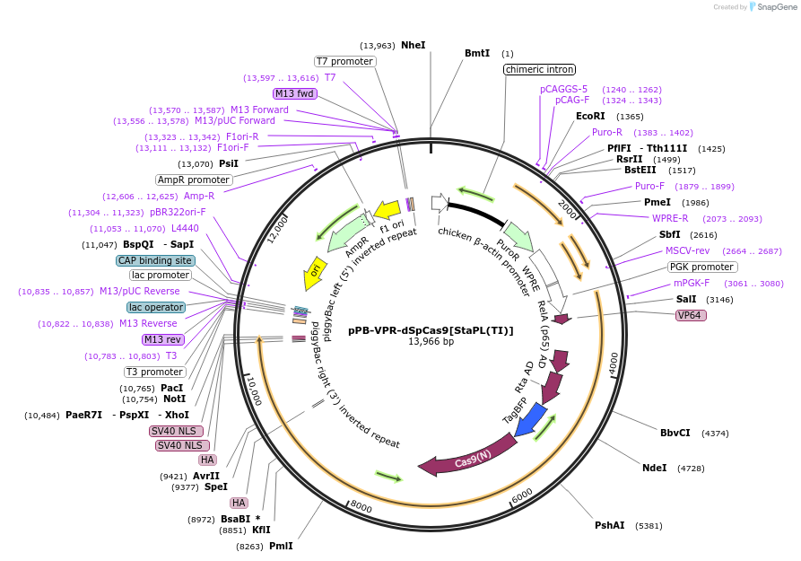 111508-plasmid-map-sequence-id-214274