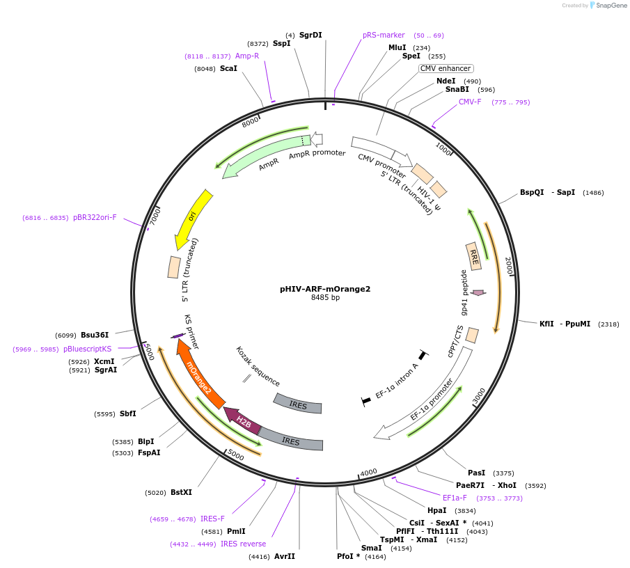 110731-plasmid-map-sequence-id-214277