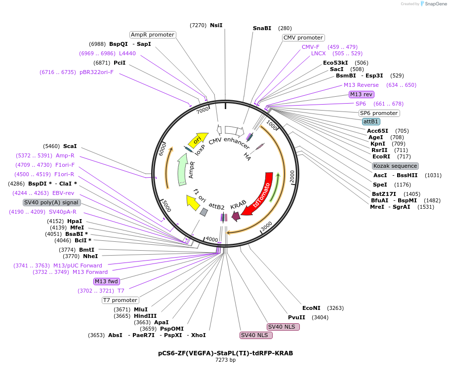 111504-plasmid-map-sequence-id-214283