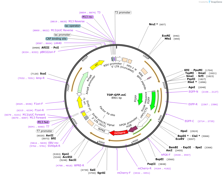 35491-plasmid-map-sequence-id-214284