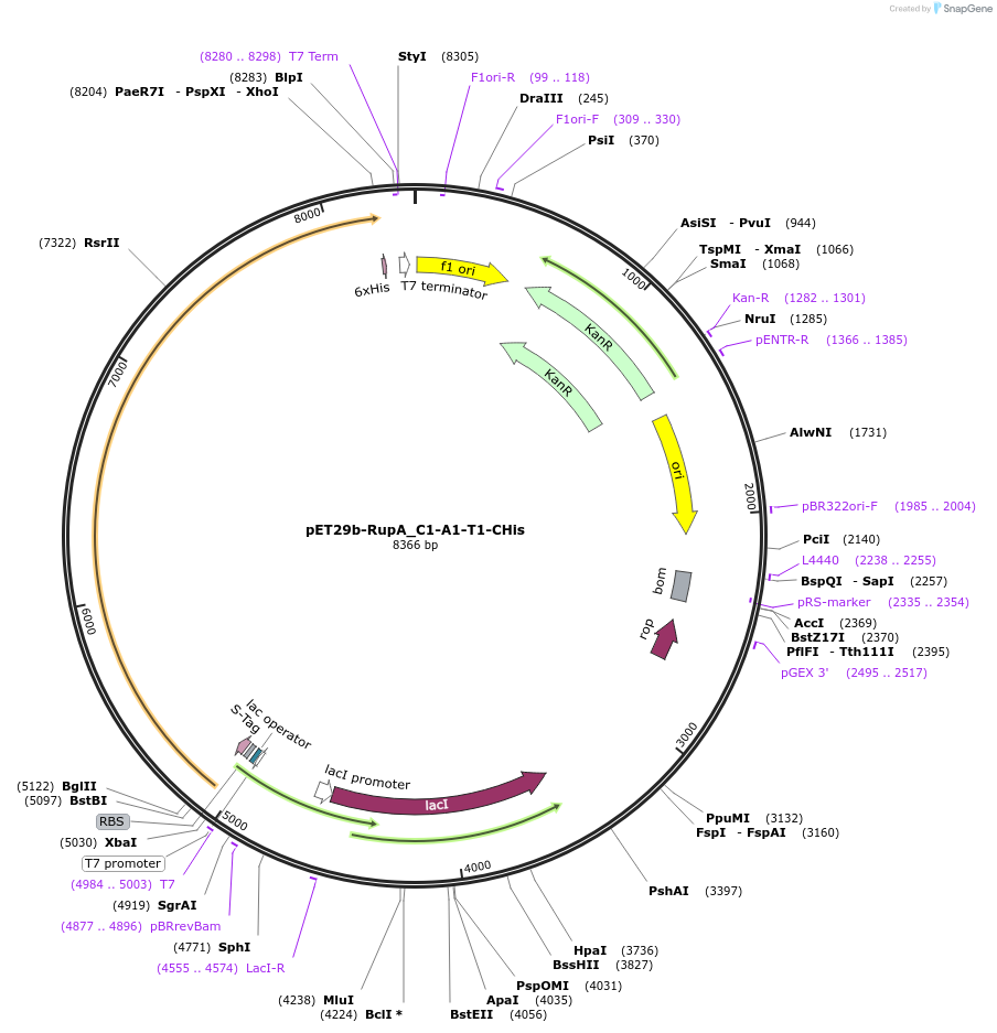 109255-plasmid-map-sequence-id-214294