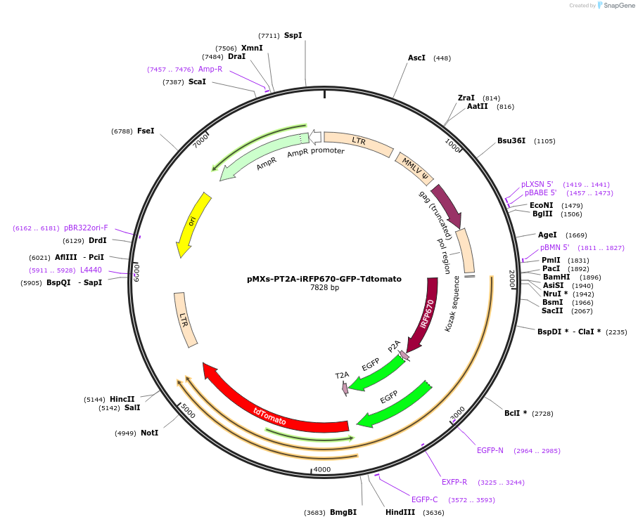 111816-plasmid-map-sequence-id-214297