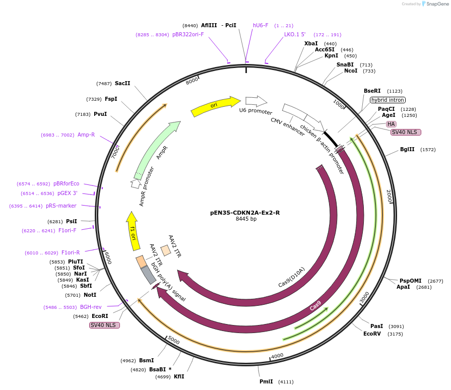 110737-plasmid-map-sequence-id-214298