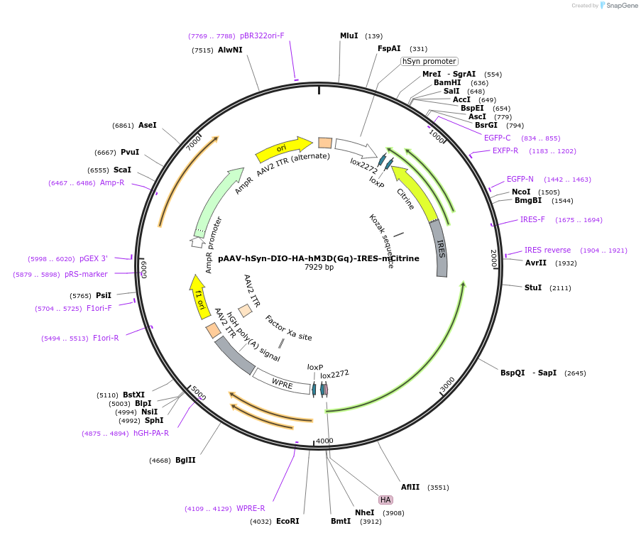 50454-plasmid-map-sequence-id-214300