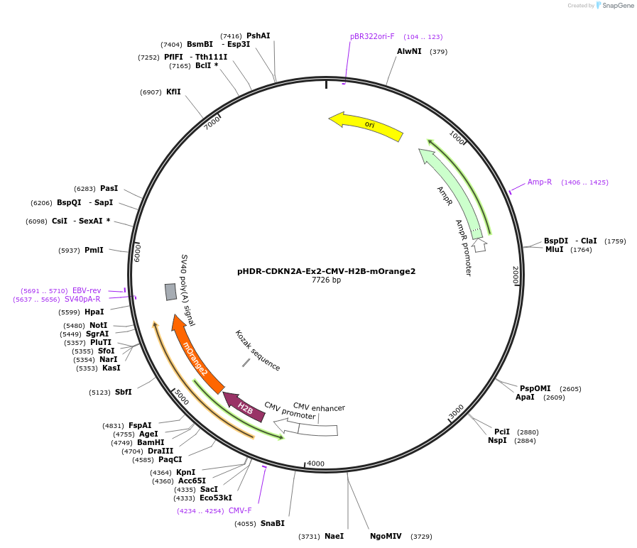 110735-plasmid-map-sequence-id-214306