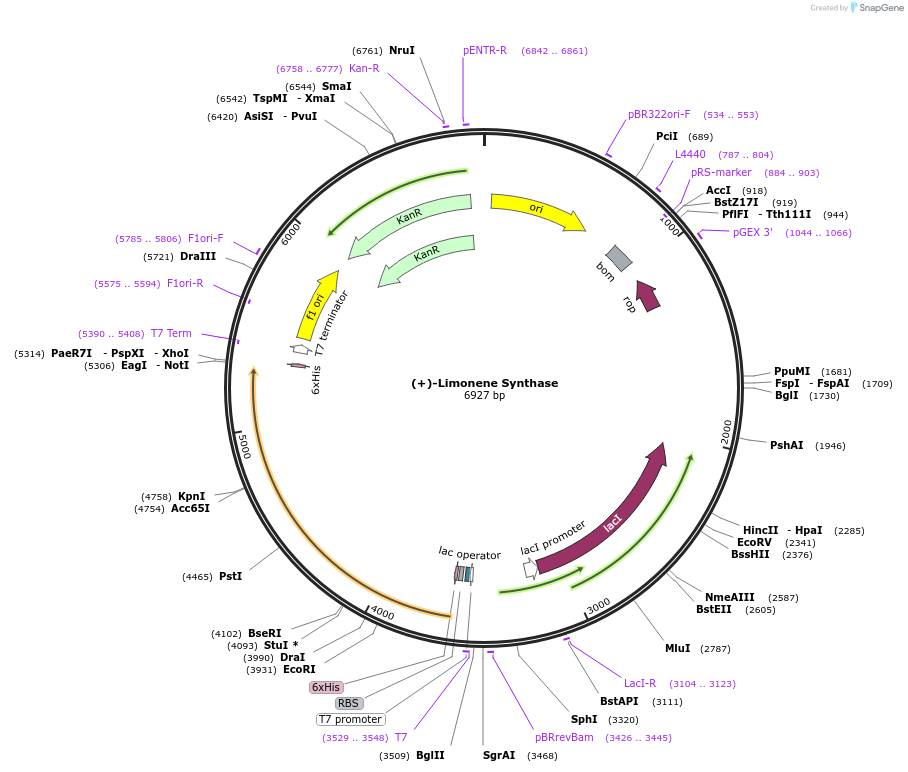 112230-plasmid-map-sequence-id-214310