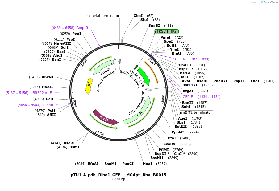 107576-plasmid-map-sequence-id-214314