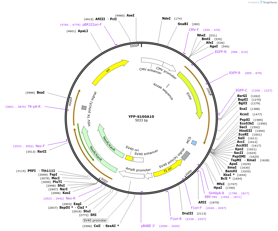 107200-plasmid-map-sequence-id-214316
