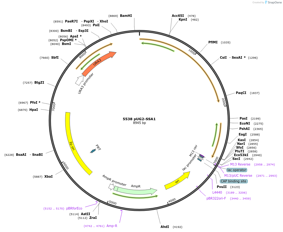 1247-plasmid-map-sequence-id-214327