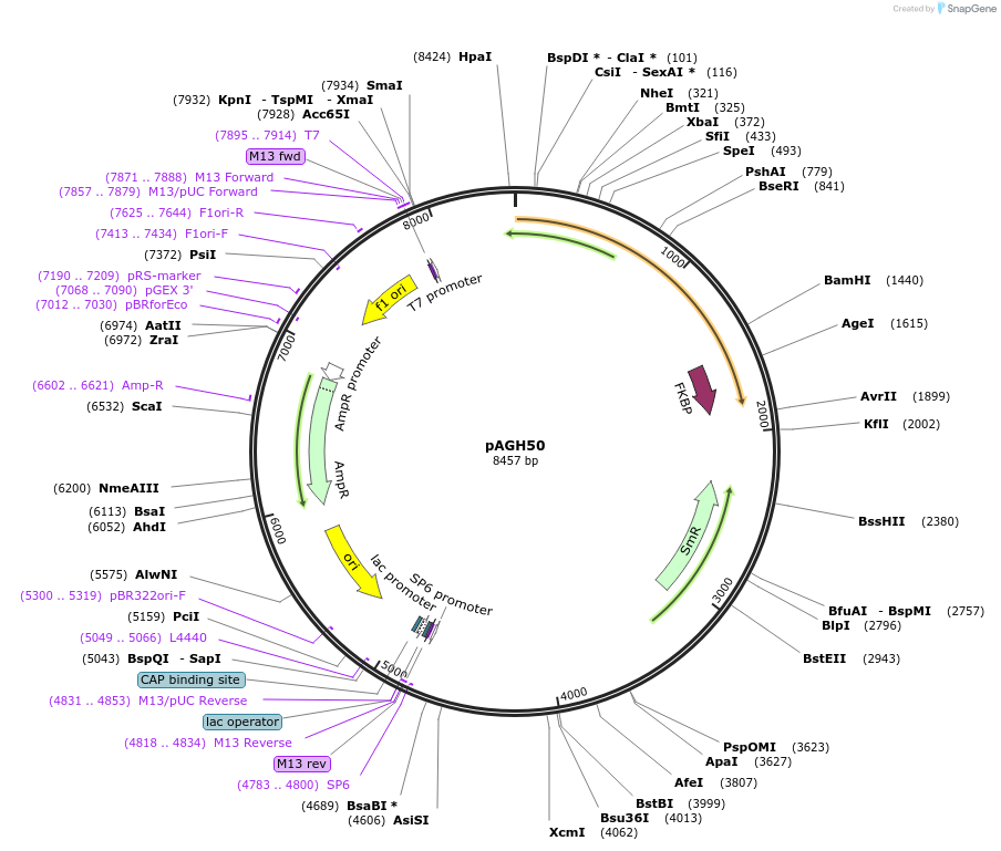107254-plasmid-map-sequence-id-214328
