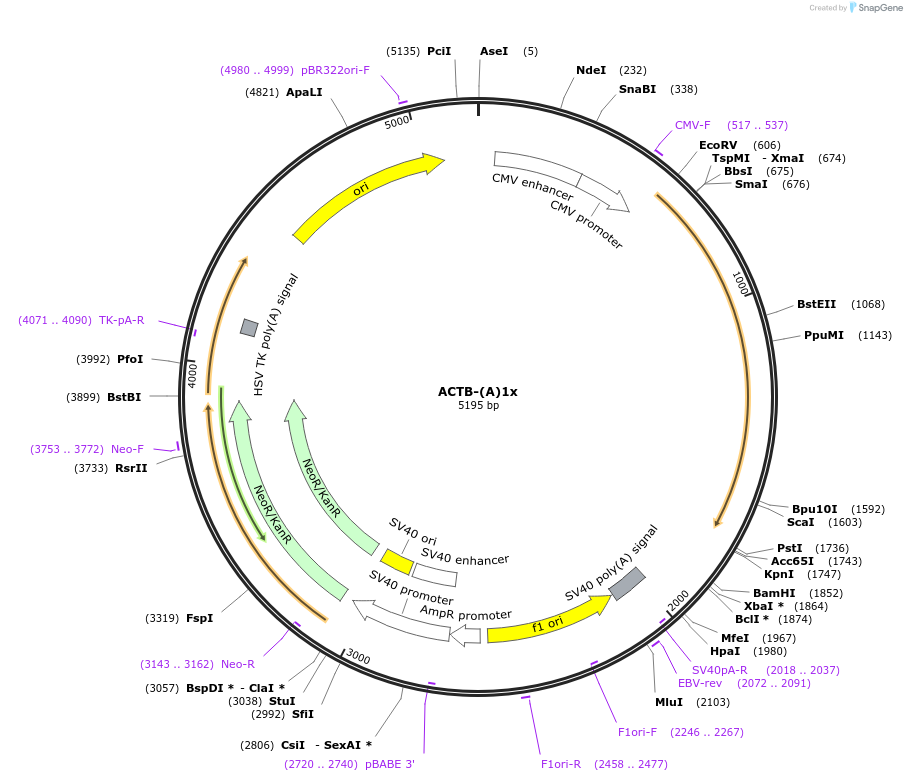 112055-plasmid-map-sequence-id-214329