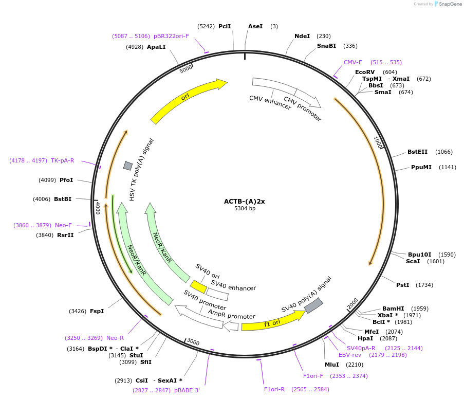 112056-plasmid-map-sequence-id-214330
