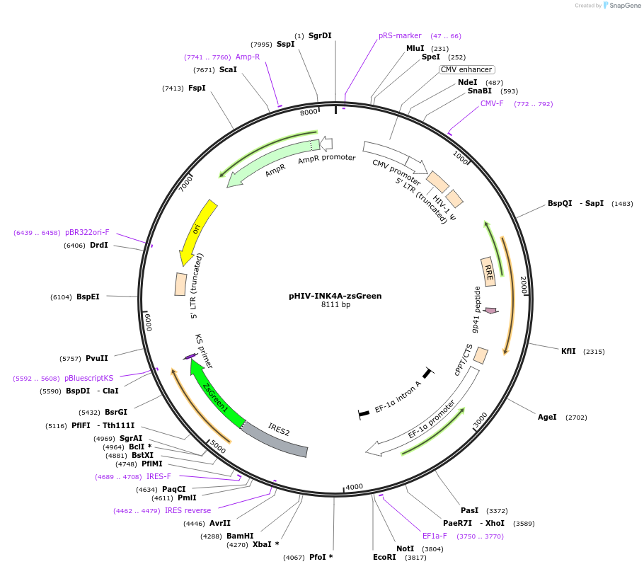 110728-plasmid-map-sequence-id-214331