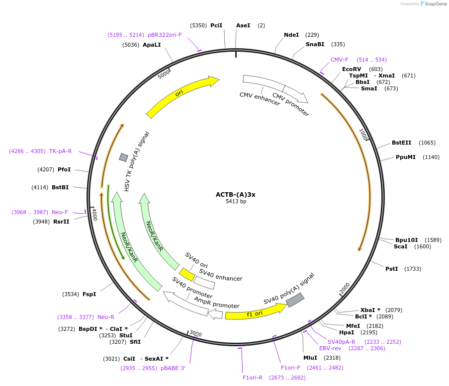 112057-plasmid-map-sequence-id-214332