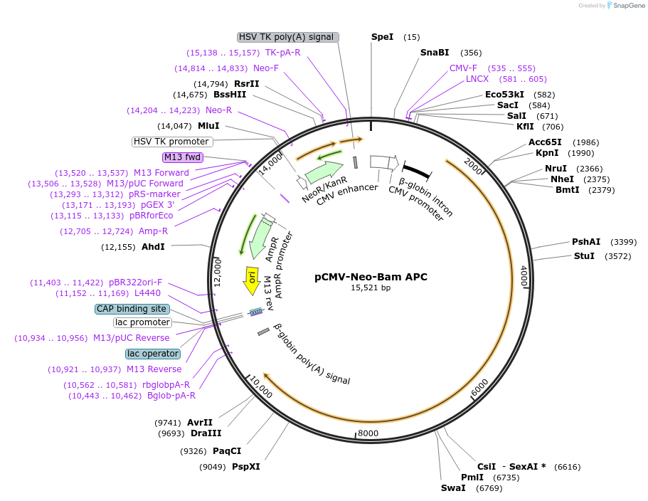16507-plasmid-map-sequence-id-214507