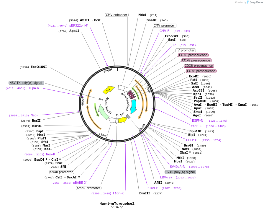 98819-plasmid-map-sequence-id-214508