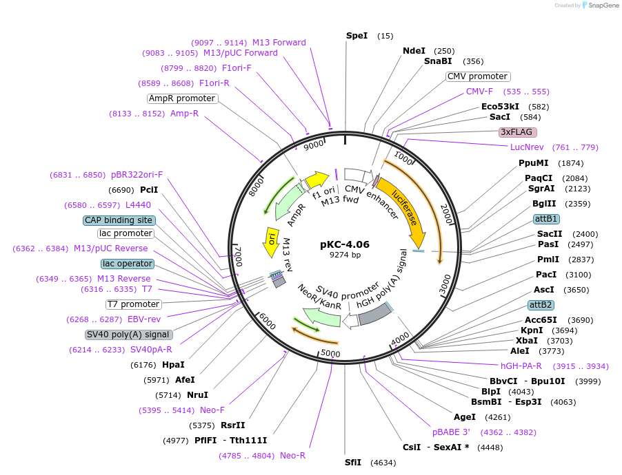 112084-plasmid-map-sequence-id-214510