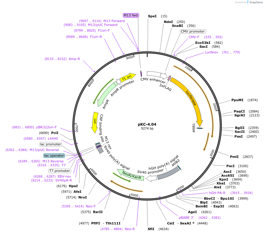 112085-plasmid-map-sequence-id-214511