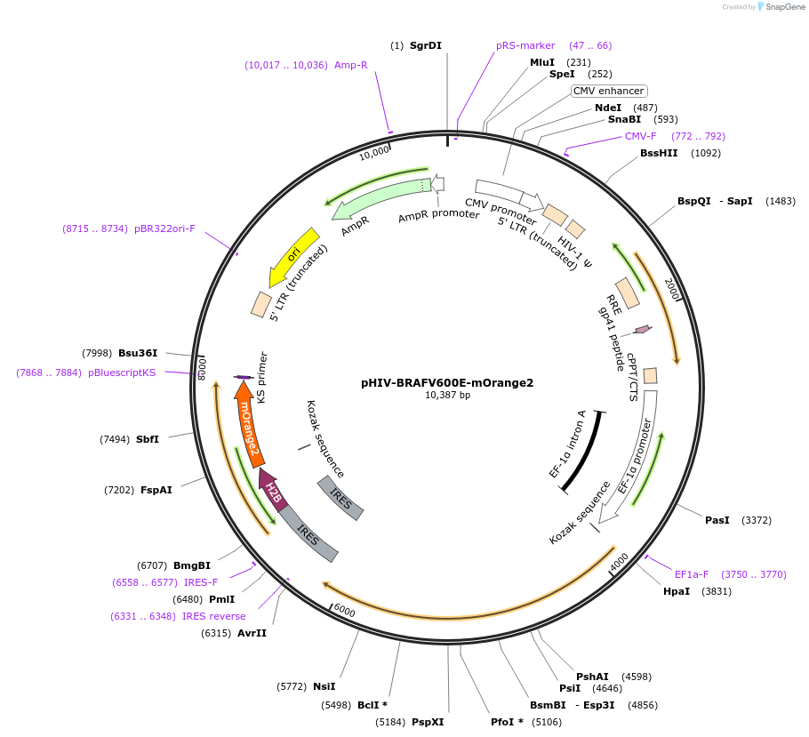 110732-plasmid-map-sequence-id-214524
