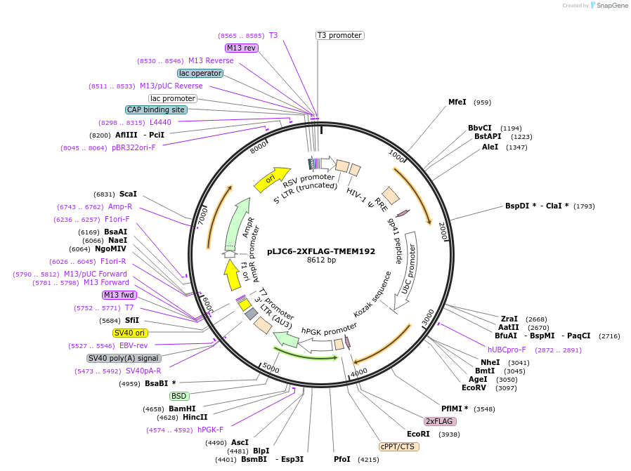 104435-plasmid-map-sequence-id-214529