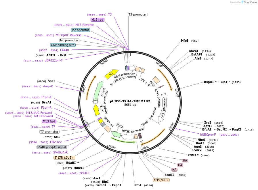 104434-plasmid-map-sequence-id-214531