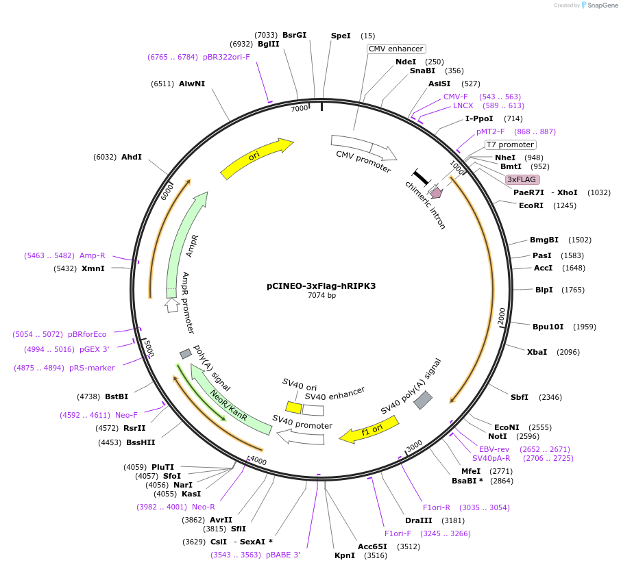 112495-plasmid-map-sequence-id-214535