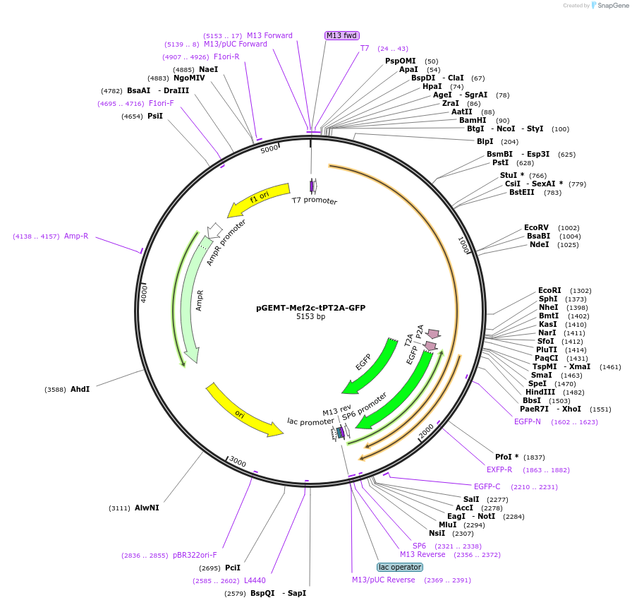 111771-plasmid-map-sequence-id-214539