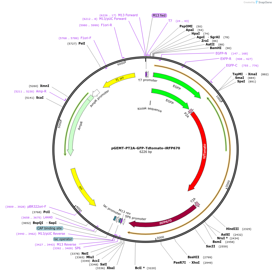 111812-plasmid-map-sequence-id-214540
