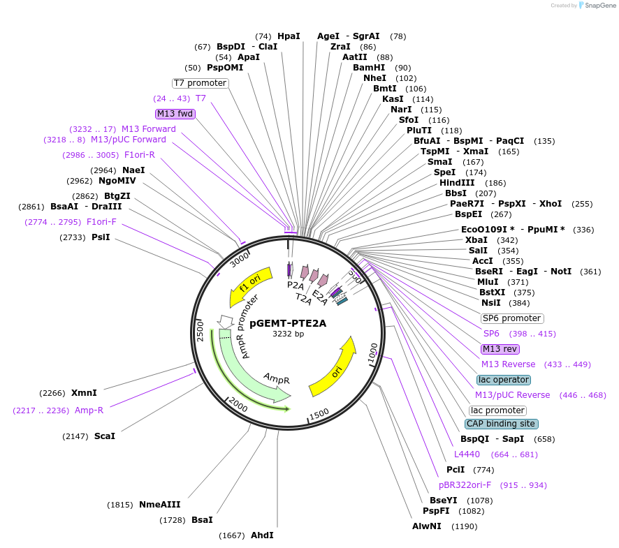 111773-plasmid-map-sequence-id-214542